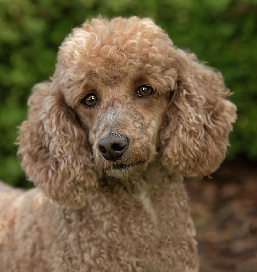 Poodle Photograph by Minnie Gallman