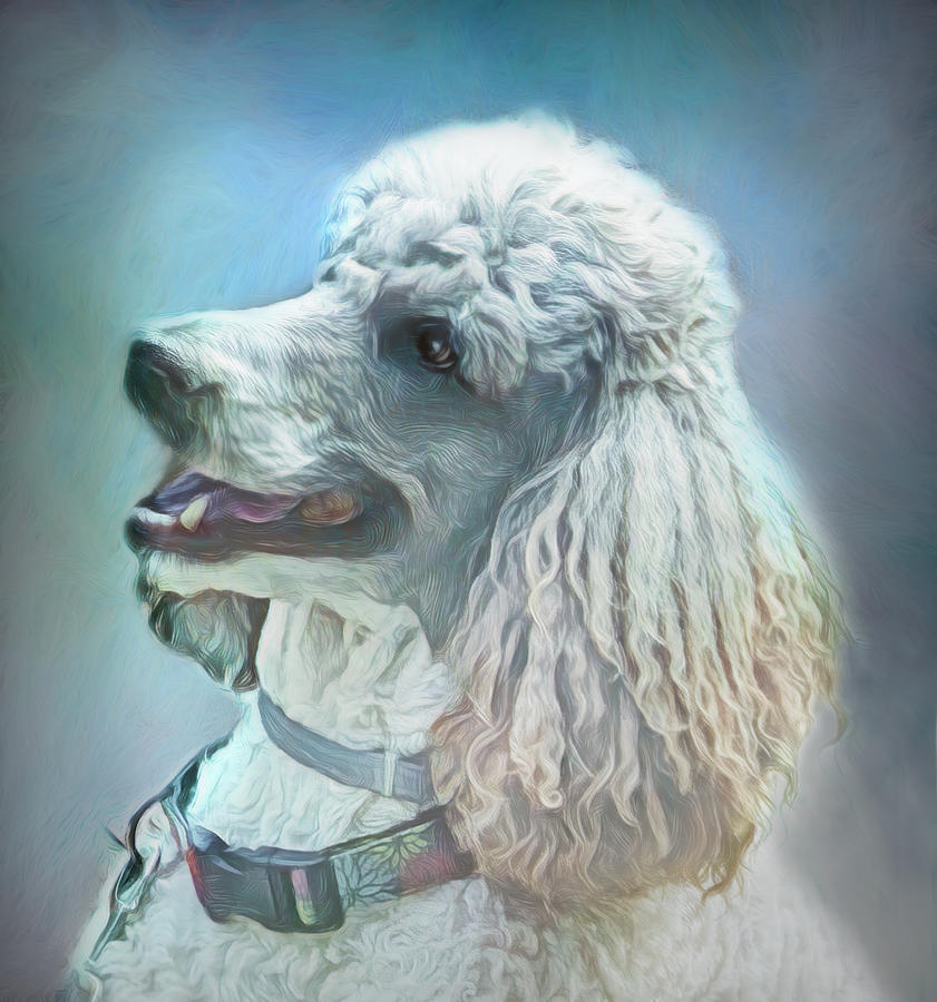 Poodle Portrait  Digital Art by Ann Powell