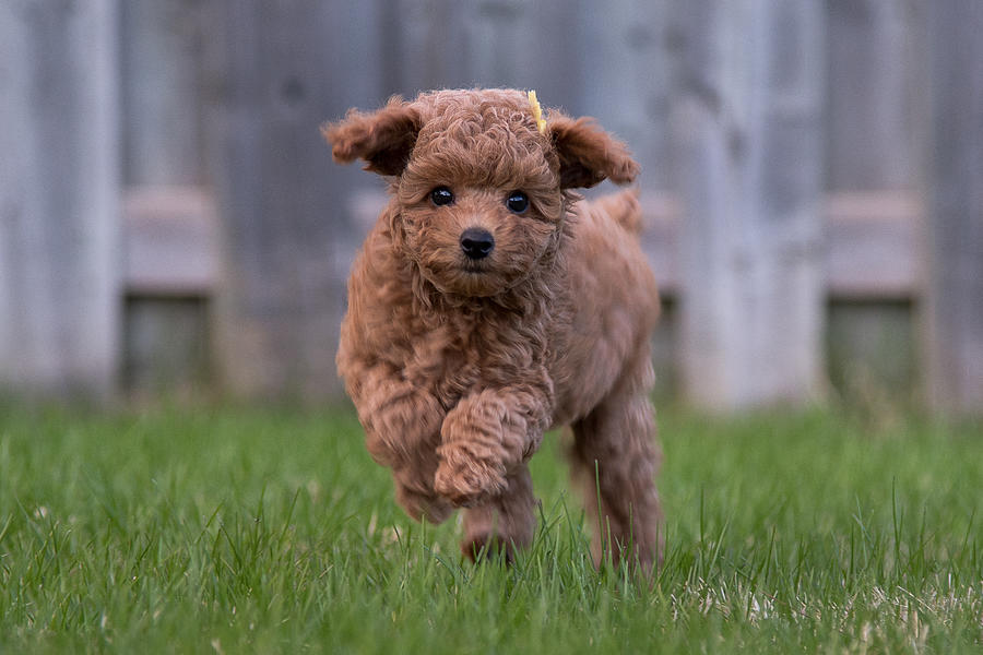 Poodle puppy Photograph by Saffron Blaze