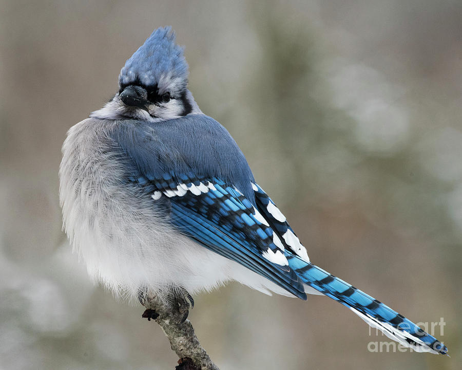 Poofy Blue Jay by Katie Joya Poofy Blue Jay by Katie Joya