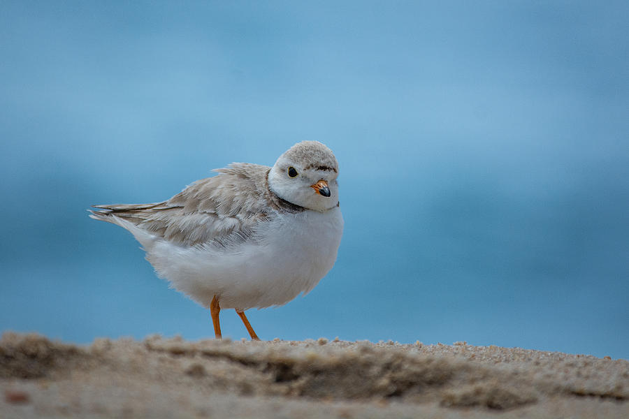 Poofy Plover Photograph by Linda Bonaccorsi Poofy Plover Photograph by Linda Bonaccorsi