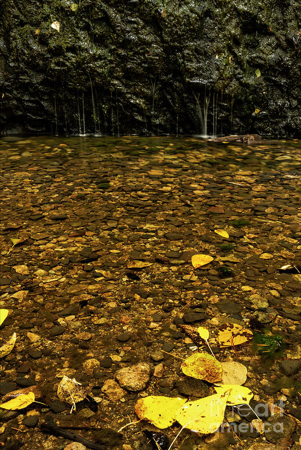 Pool Of Gold Photograph By Michael Dawson Fine Art America