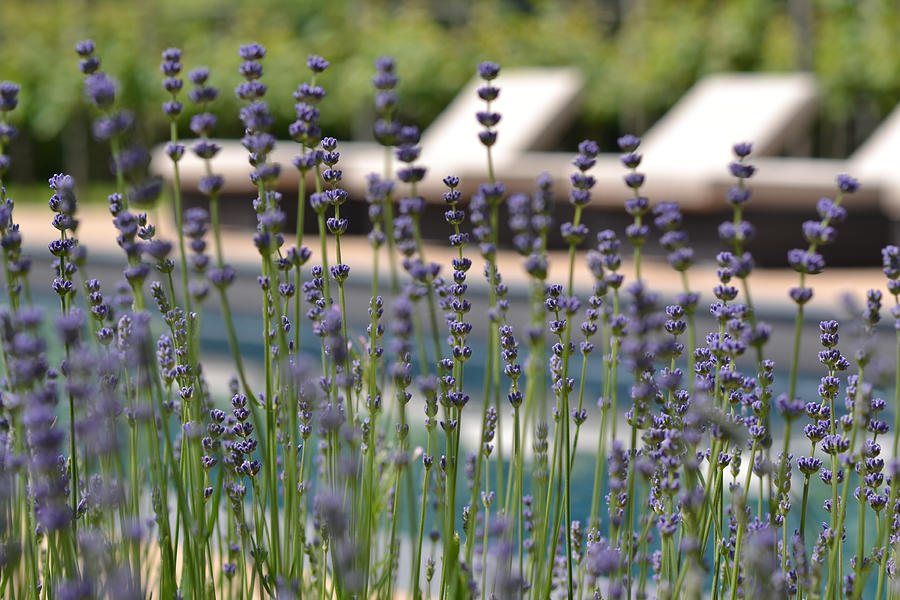 Poolside Lavender Photograph by Laylaleephotography