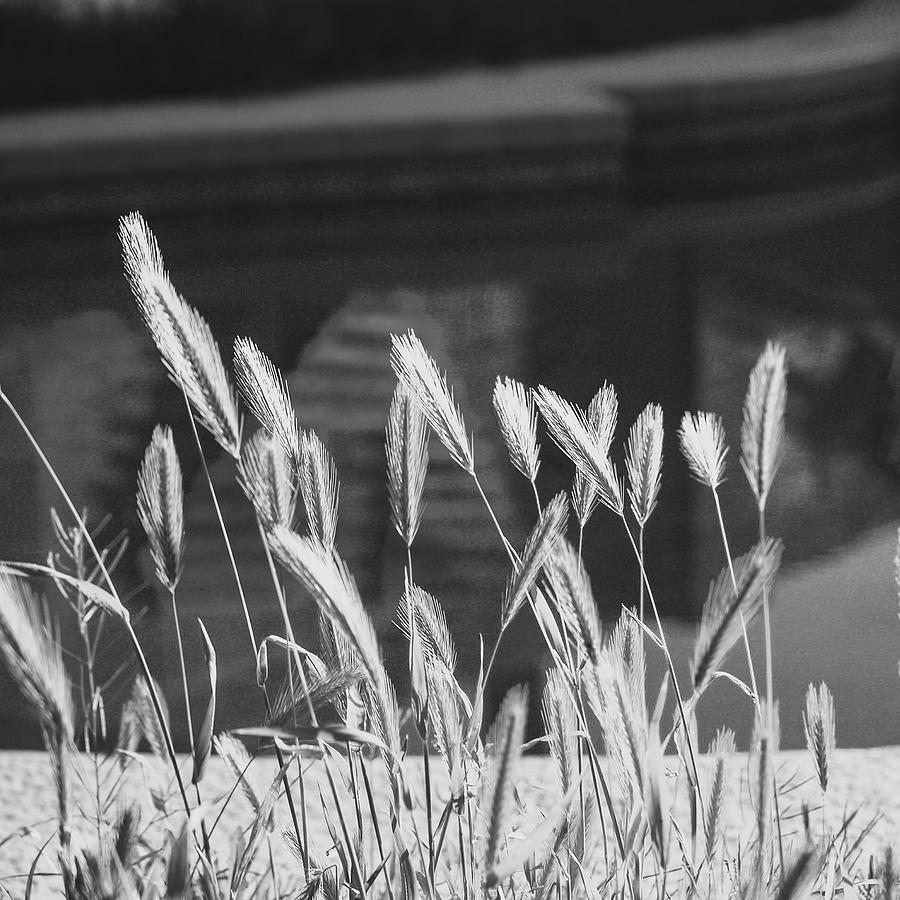 Poolside Weeds Photograph by Grey Coopre