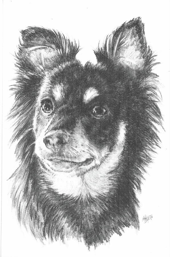 Dog Drawing - Poopom by Barbara Keith