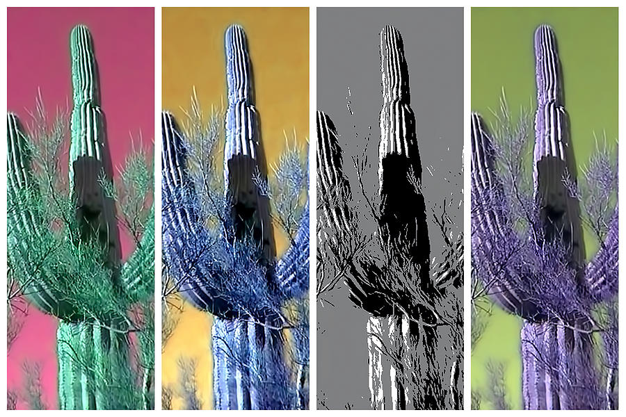 Pop Saguaro Cactus Photograph by Judy Kennedy