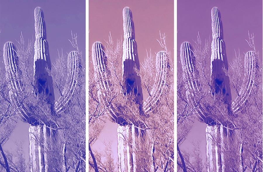 Pop Saguaro Triptych Photograph by Judy Kennedy