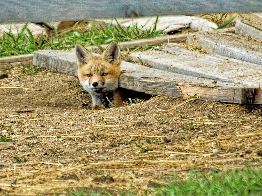 Pop Up Fox Kit Photograph by Alana Thrower