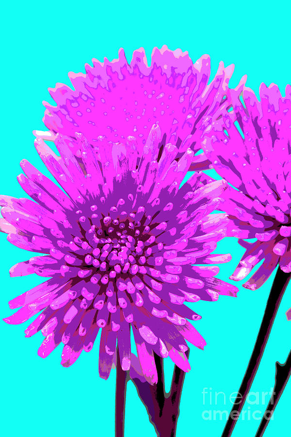 PopART Anastacia Chrysanthemum-Magenta-Turquoise Photograph by Renee Spade Photography