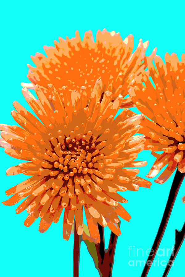 PopART Anastacia Chrysanthemum-orange-Turquoise Photograph by Renee Spade Photography