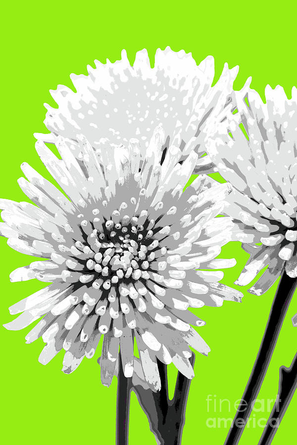 PopART Anastacia Chrysanthemum-White-Lime Photograph by Renee Spade Photography