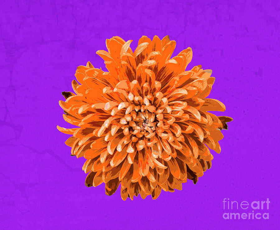 PopART Chrysanthemum-Orange Photograph by Renee Spade Photography