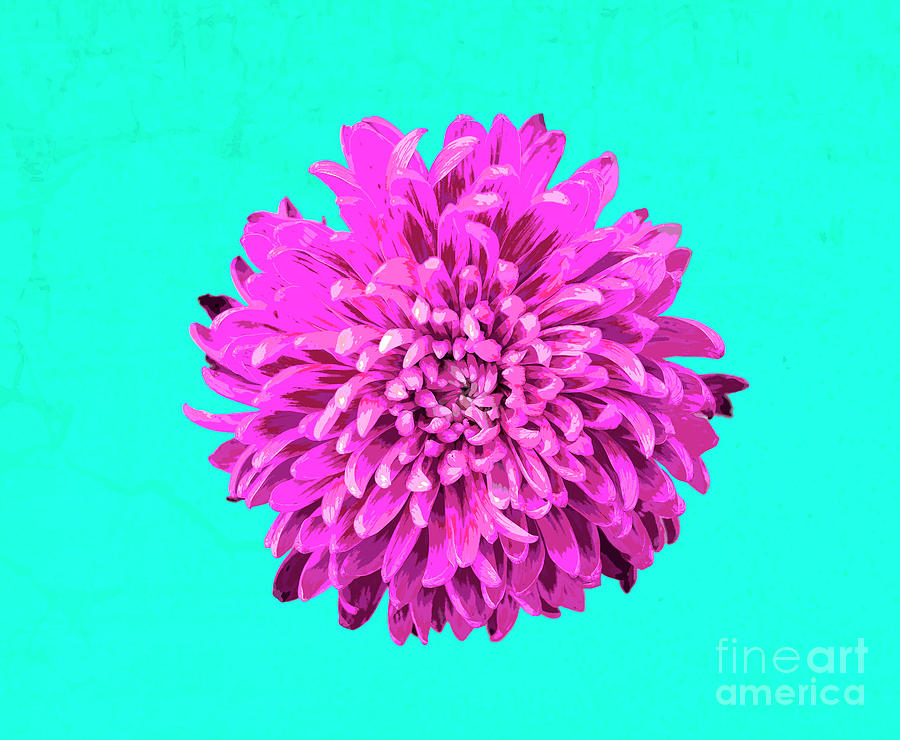 PopART Chrysanthemum-Pink Photograph by Renee Spade Photography