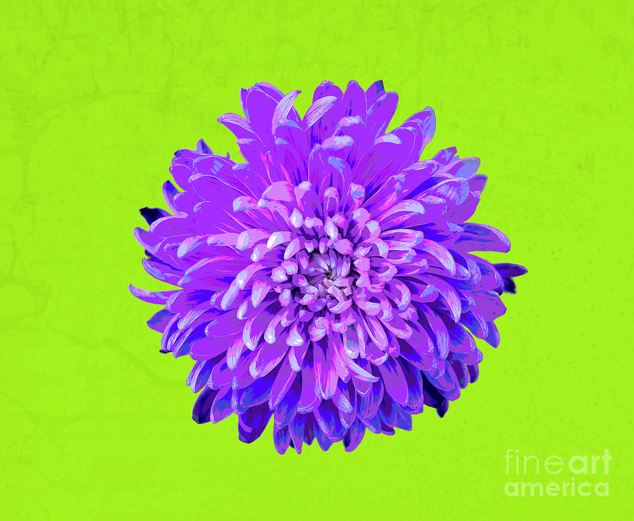 Popart Chrysanthemum-purple Photograph