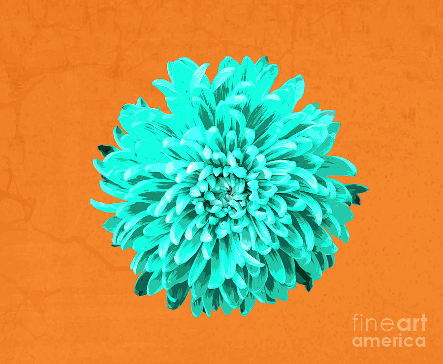 PopART Chrysanthemum-Turquoise Photograph by Renee Spade Photography