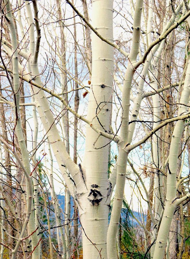 Poplar Bark In November Photograph by Will Borden