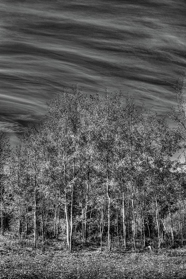 Poplar Fall Monochrome Photograph by Wayne King