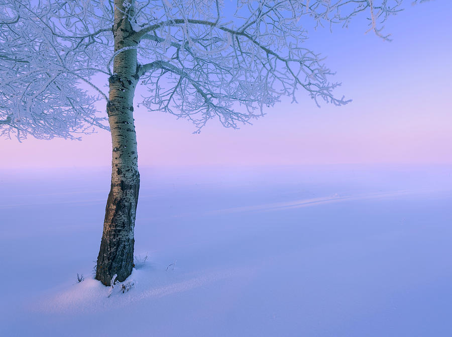 Poplar in the Snow Photograph by Dan Jurak