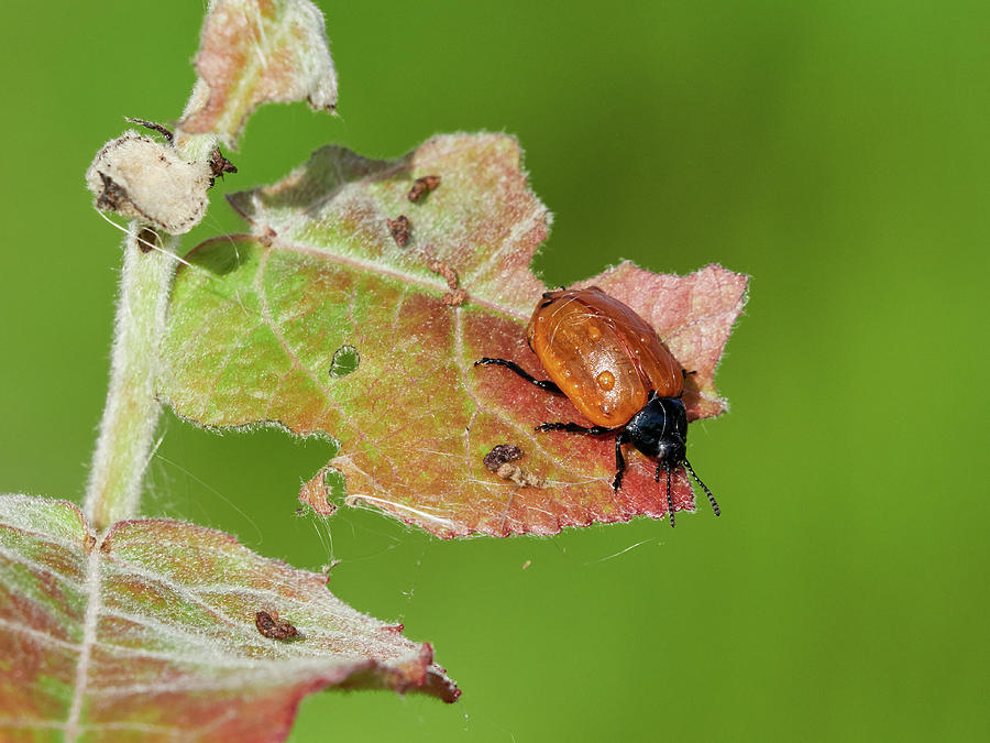 Poplar leaf beetle on an aspen leaf Photograph by Jouko Lehto