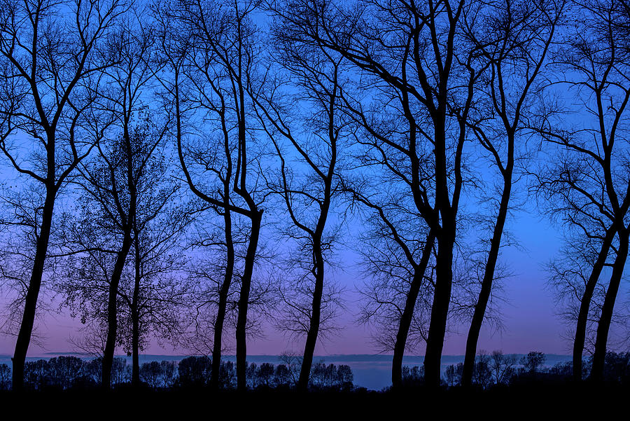 Poplar Trees at Night Photograph by Arterra Picture Library