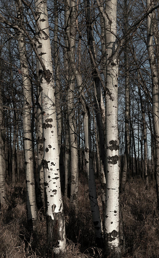 Tree Photograph - Poplar Trees In Late Winter by Phil And Karen Rispin