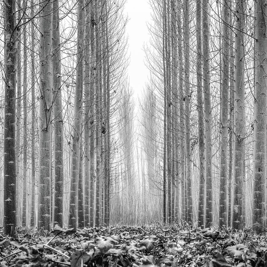 Poplars beauty. Misty morning. Spain Photograph by Guido Montanes Castillo