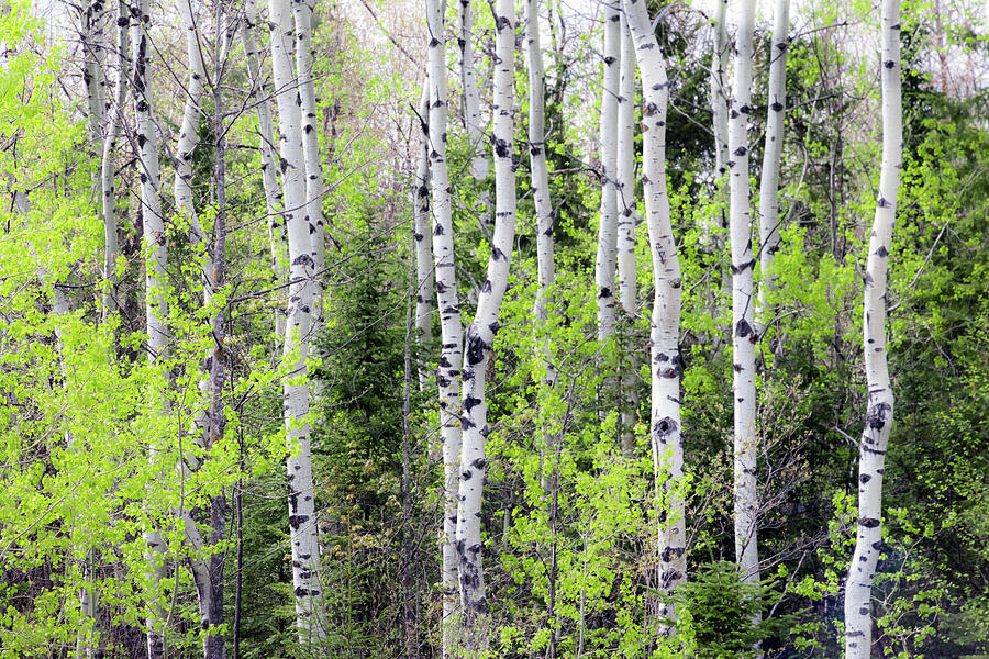 Poplars in Spring Glow Photograph by Mary Amerman