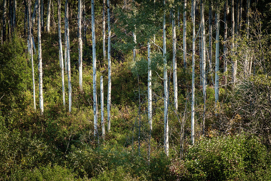 Poplars on a British Columbia Hillside Photograph by Mary Lee Dereske