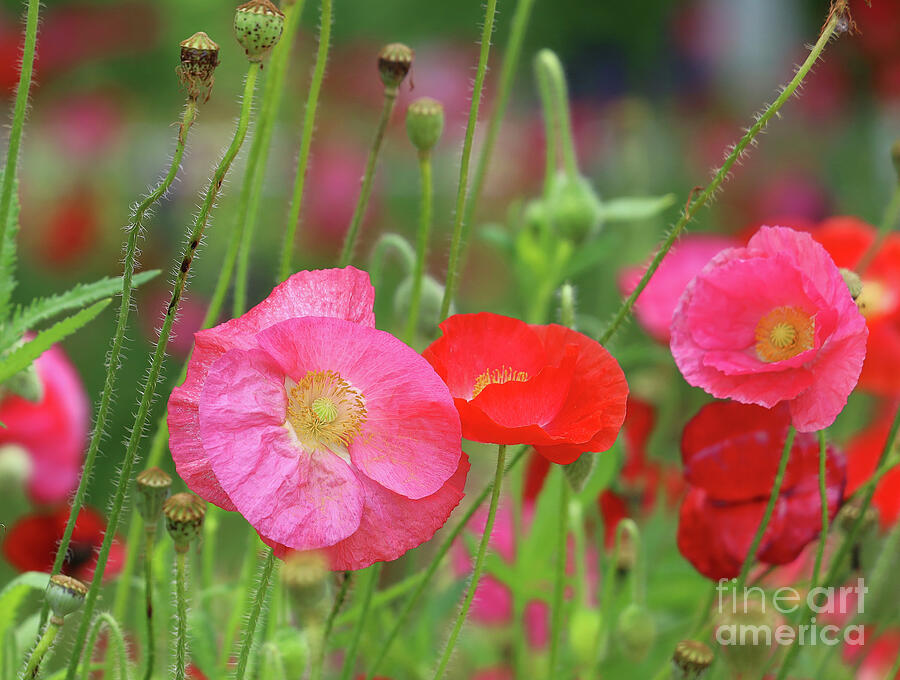 Poppies 0276 Photograph by Jack Schultz