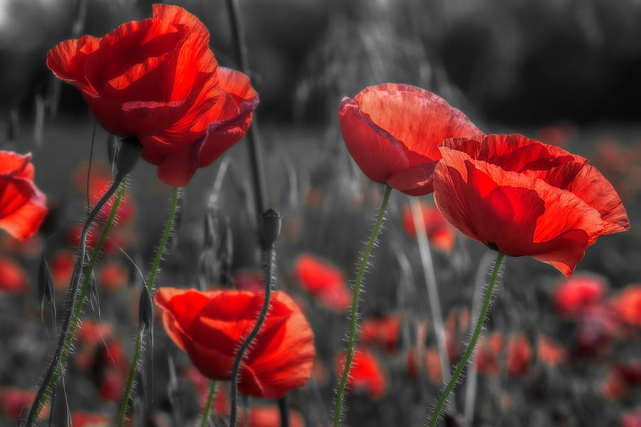 Poppies 2021 Photograph by Wolfgang Stocker