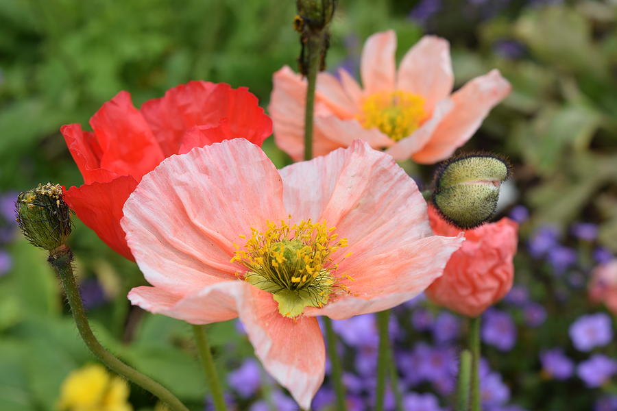 Poppies 3 Photograph by Lindsay Bassett - Fine Art America