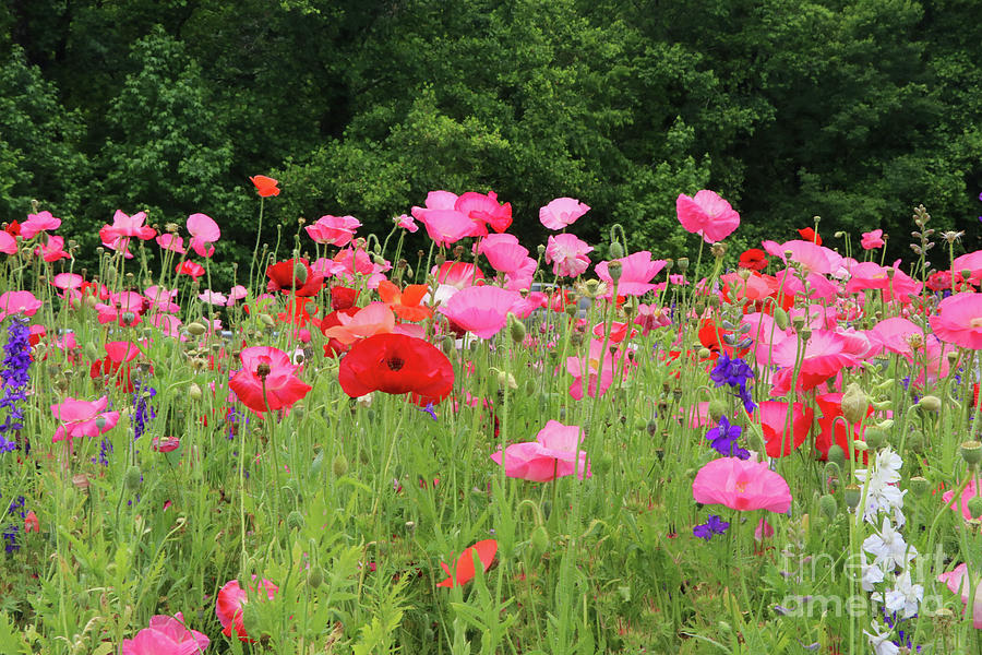 Poppies 3519 Photograph by Jack Schultz