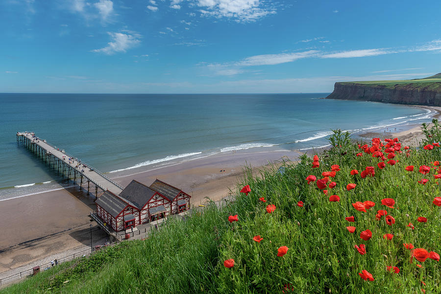 Poppies above Saltburn pier and Huntcliff Photograph by Gary Eason