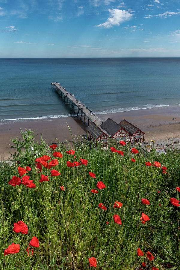 Poppies above Saltburn pier Photograph by Gary Eason