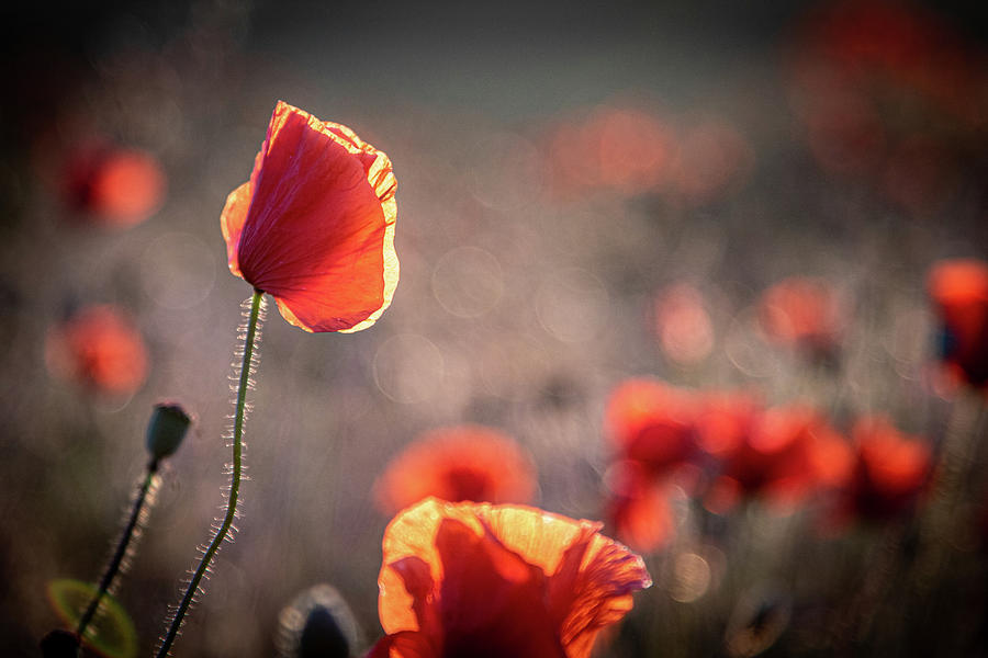 Summer Photograph - Poppies by Airpower Art