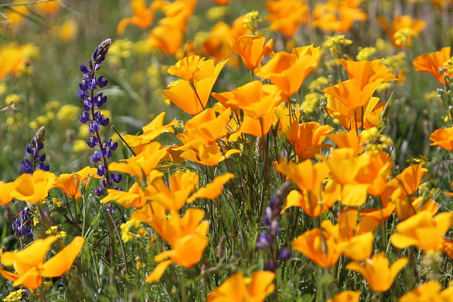 Poppies and a Lupine Photograph by Monica Donaldson Stewart - Fine Art ...