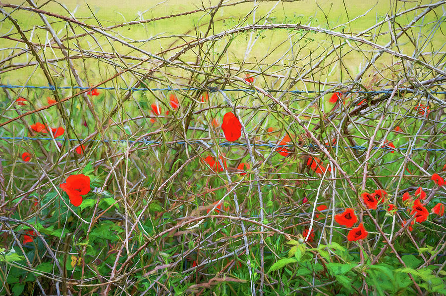 Poppies and Barbed Wire 2 Digital Art by Roy Pedersen