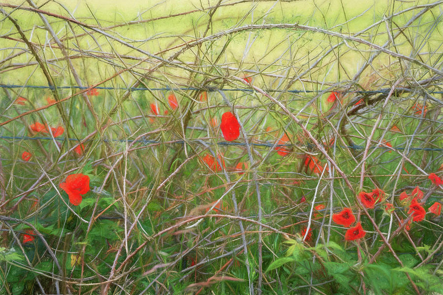 Poppies and Barbed Wire Digital Art by Roy Pedersen