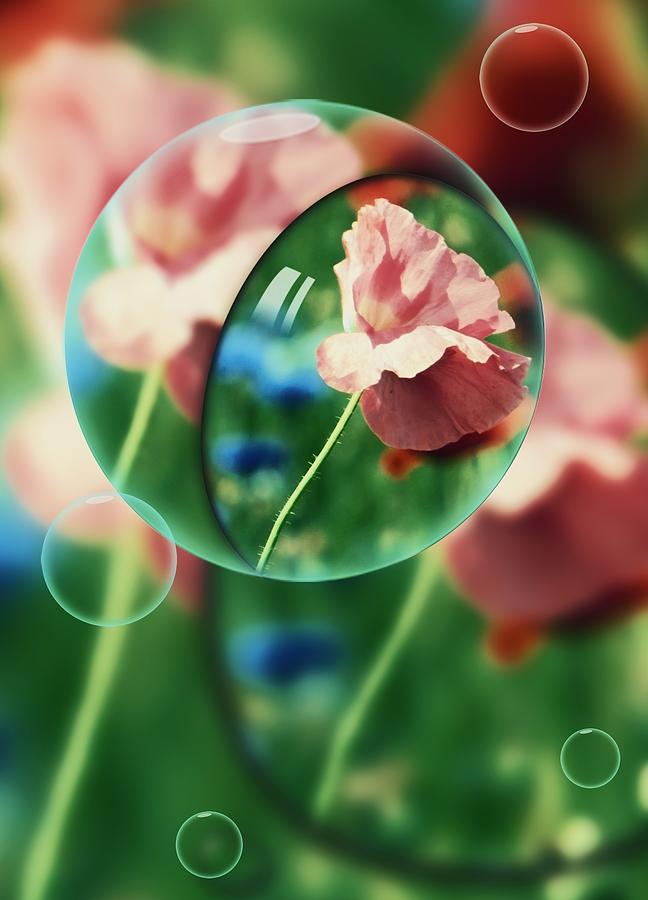Poppies and Bubbles Photograph by Judy Stepanian Poppies and Bubbles Photograph by Judy Stepanian