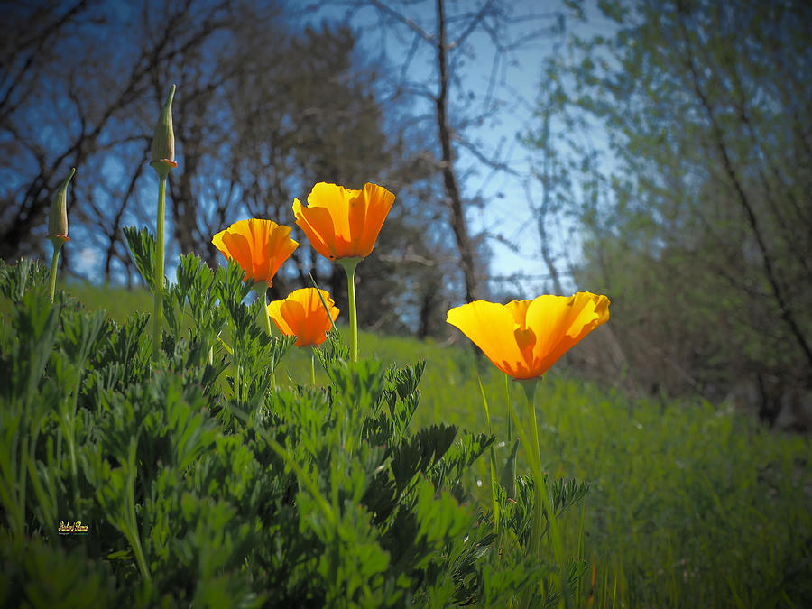Poppies and Buds Photograph by Richard Thomas