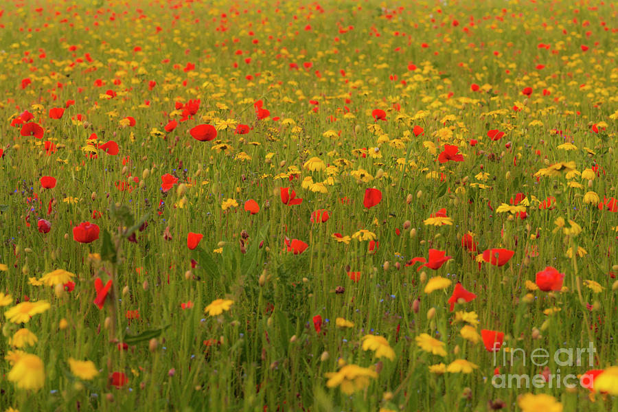 Poppies and Corn Marigolds Photograph by Terri Waters