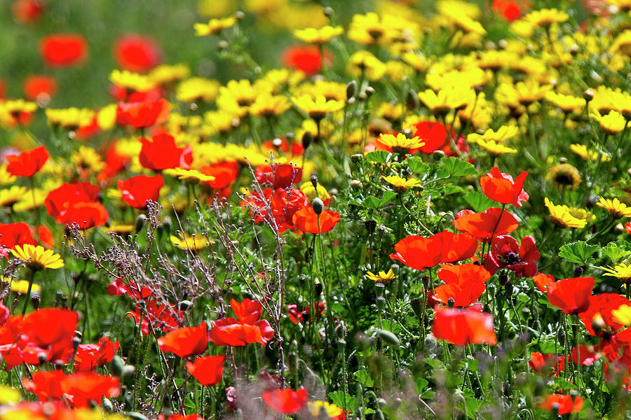 Poppies and Corn Marigolds Photograph by Tony Mills