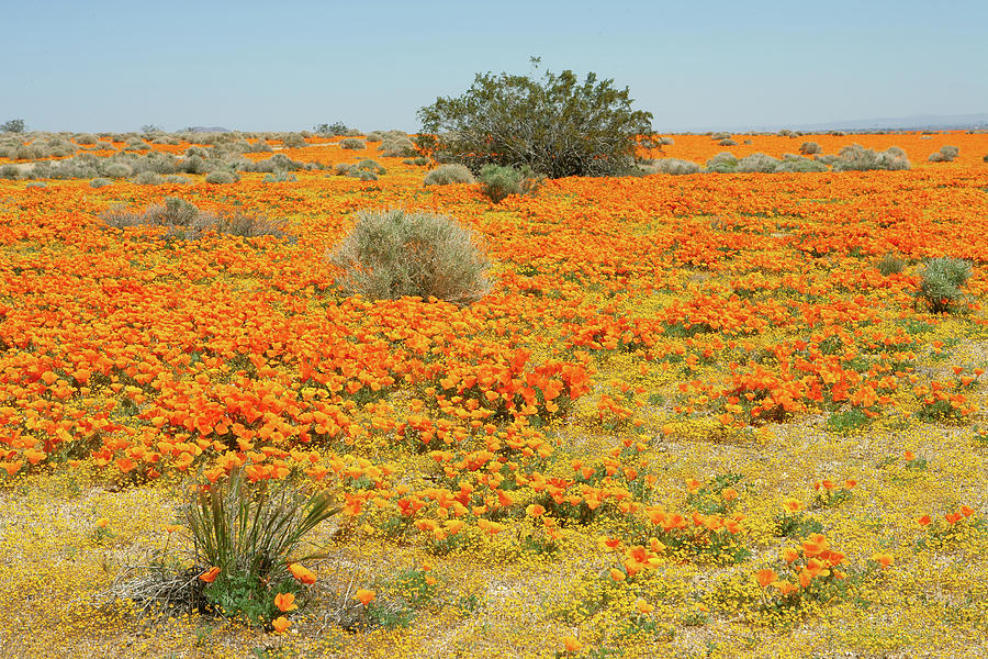 Poppies and Goldfields in Mojave Desert Photograph by Ram Vasudev