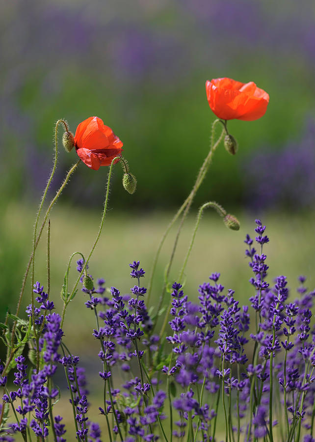 Poppies and Lavender  Photograph by Jon Jones