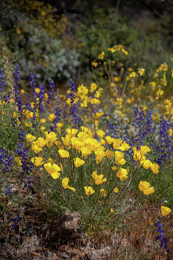 Poppies and Lupine in the Arizona Desert 5 Photograph by Teresa Wilson