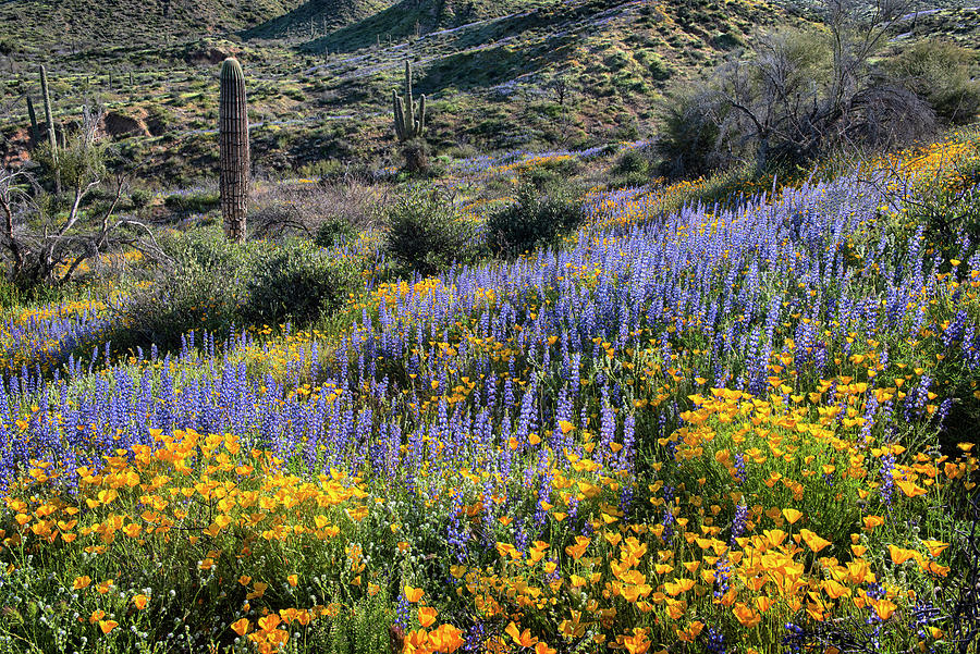 Poppies and Lupine in the Arizona Desert Springtime Photograph by Dave Dilli