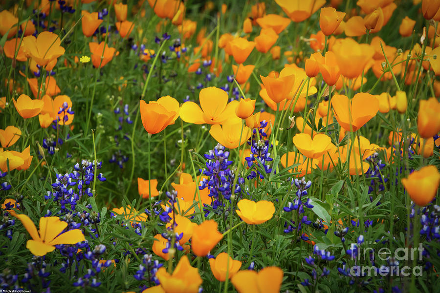 Poppies And Lupine Photograph by Mitch Shindelbower