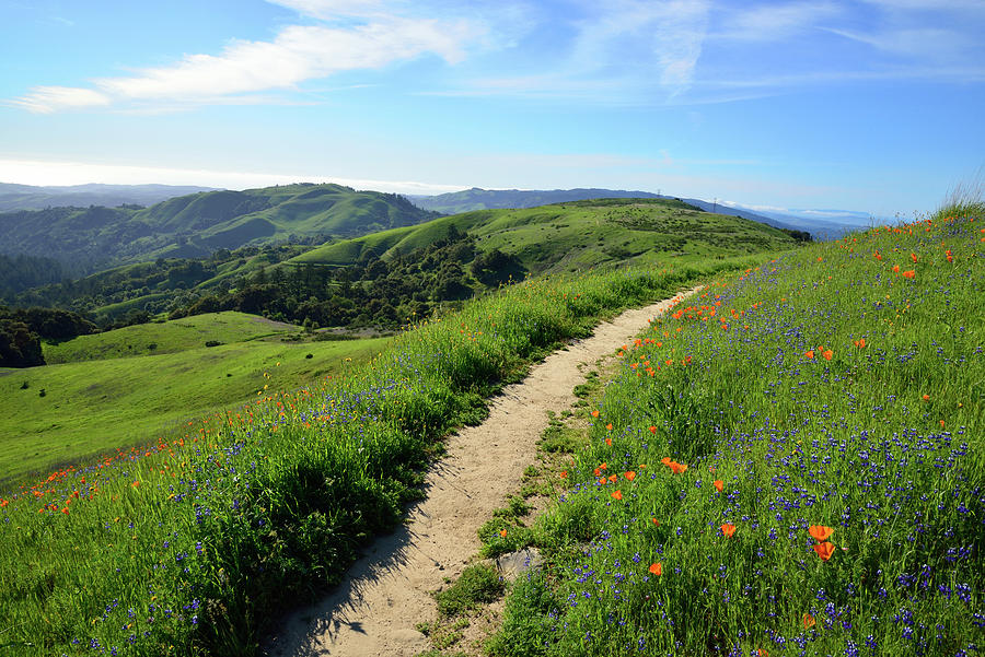Palo Alto Photograph - Poppies and Lupine Trail by Kathy Yates