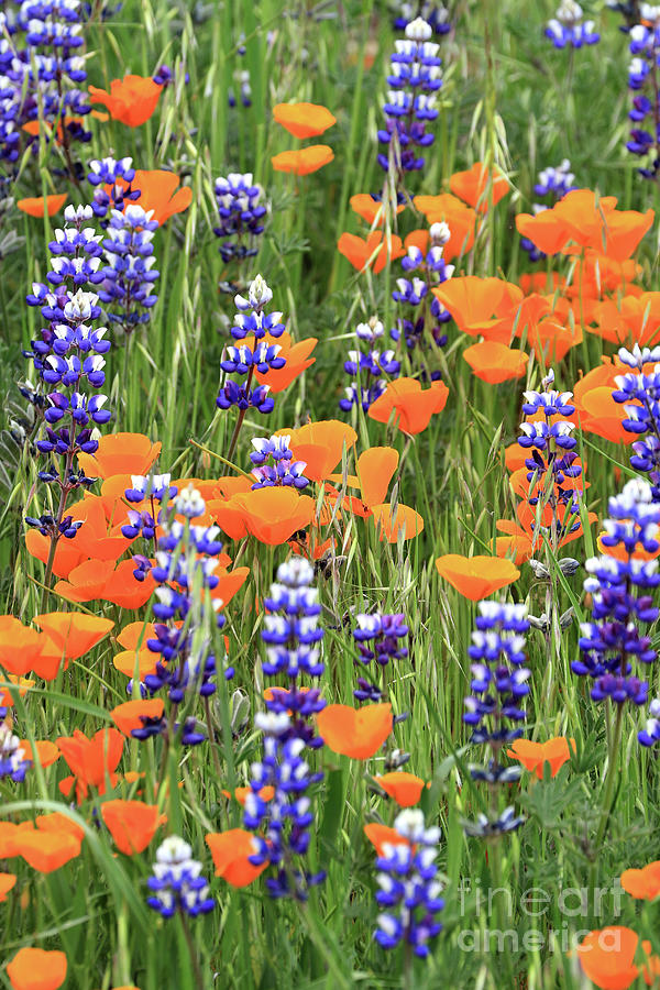 Poppies and Lupines Photograph by Vivian Krug Cotton