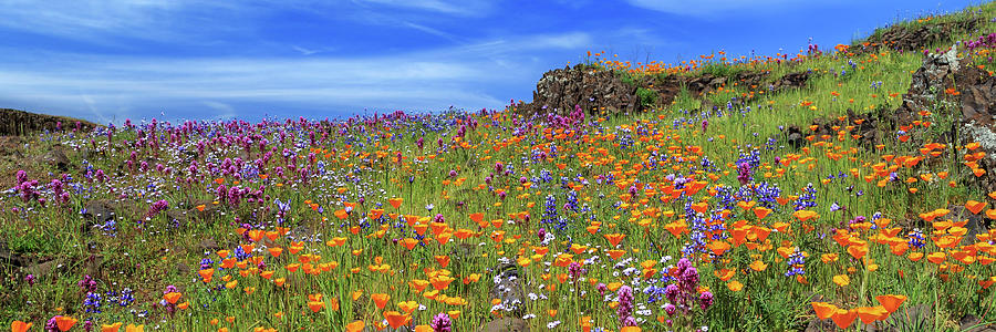 Poppies And More Panorama On North Table Mountain Photograph by James Eddy